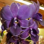 Dendrobium T G Blue